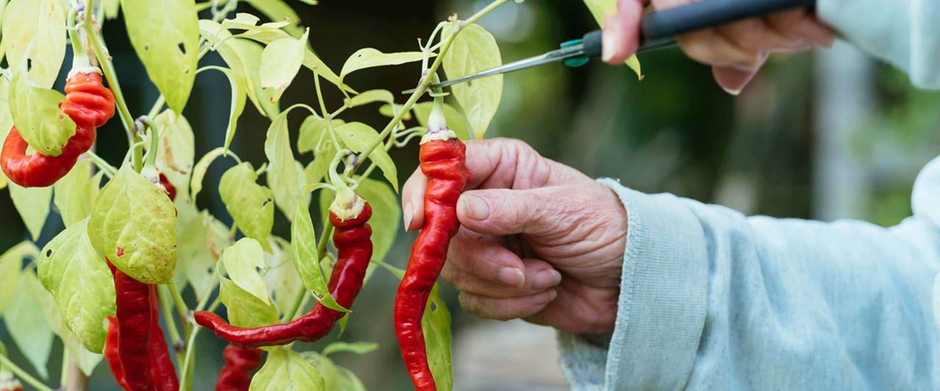 The Fiery Benefits of Cayenne Pepper