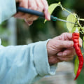 The Fiery Benefits of Cayenne Pepper