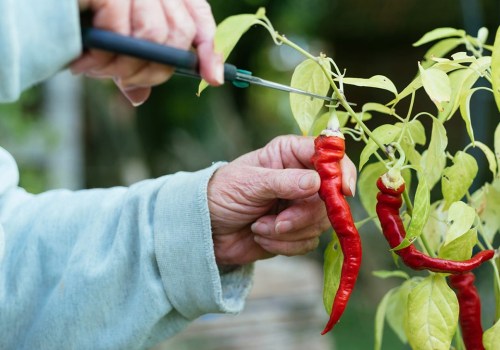 The Fiery Benefits of Cayenne Pepper